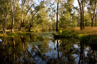 Tahbilk Wetlands